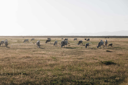 Why Sourcing Grass-Fed Beef Matters for Tallow Skincare