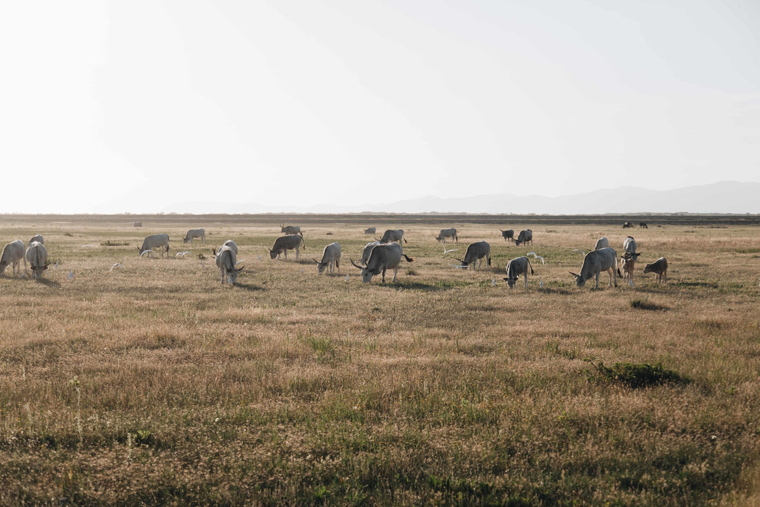 Why Sourcing Grass-Fed Beef Matters for Tallow Skincare